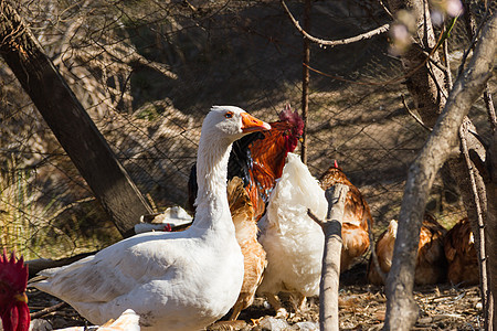 农场鸡舍里的鹅的肖像画母鸡动物农村宠物羽毛农业鸭子团体家禽农家院图片