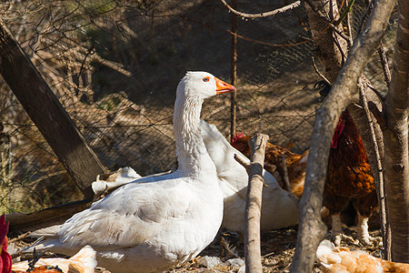 农场鸡舍里的鹅的肖像画家禽鸟类团体农业宠物白色农家院动物农村荒野图片