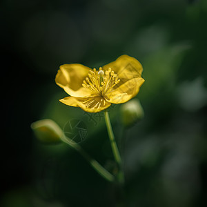 黑暗背景的黄草原花朵图片