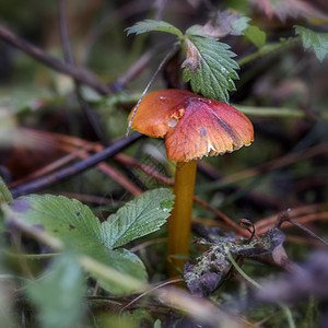 草丛中的蘑菇关上荒野白色苔藓植物季节木头野生动物绿色森林菌类图片