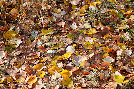 秋光叶地毯黄色金子棕色橙子叶子森林地面软垫季节植物图片