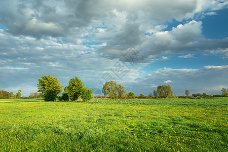 美丽的青绿草原 有树木和云彩 与蓝天对立图片