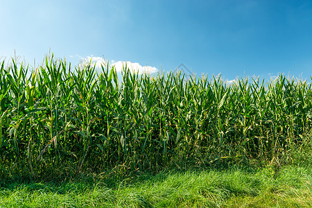 绿色玉米田和蓝色天空 夏季日图片