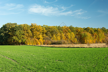 秋季森林和绿地的视图图片