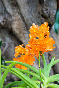 橙兰花植物花瓣兰花植物群植物学白色花园热带图片