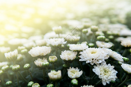 白菊花白色花束阳光植物群植物花园背景图片