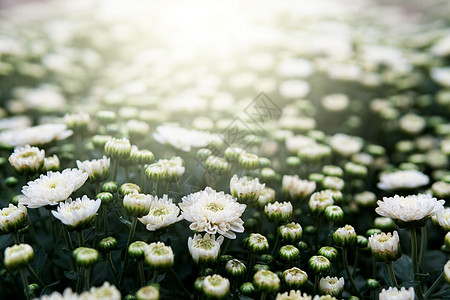 白菊花植物群阳光花束花园植物白色背景图片