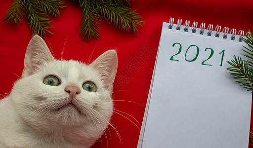 新年2021年 一只小白猫坐在一个笔记本旁边的红色背景上 兽医药品登记概念表打印眼睛记事本惊喜小猫工作室毛皮爪子哺乳动物海报图片
