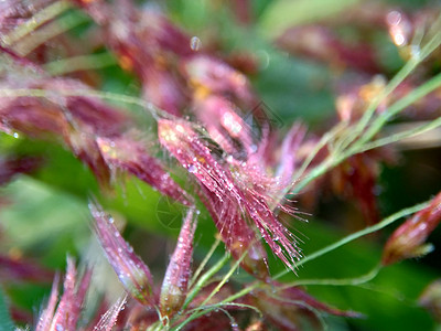 花朵亦称共青草或库奈草有天然草 印度尼西亚人称其为伊拉朗或alang银钉白茅宏观摄影日落圆柱体仓仓剑草武术九宫图片