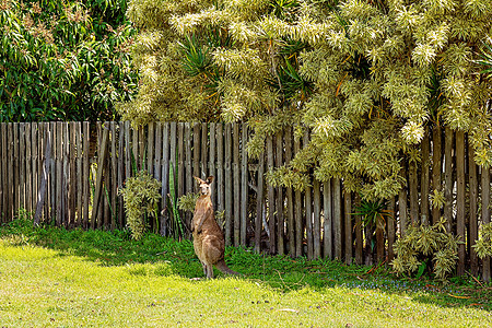 A Kangaroo 站立 关注在入侵者面前的目光图片