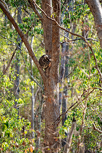 A树中的澳大利亚威胁荒野毛皮睡眠森林野生动物身体栖息地阳光耳朵图片