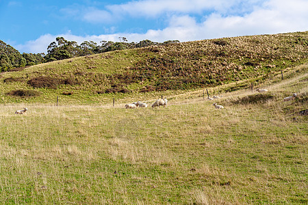 山坡上的羊圈羊毛农业农村畜牧业哺乳动物牧场爬坡天空说谎母羊图片