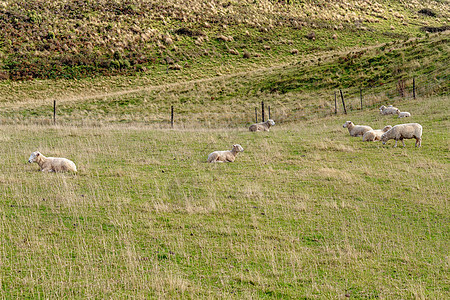 绿草一野的牧羊图片