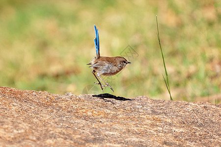 A Wren 准备飞翔图片