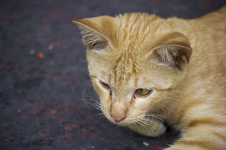 一只棕猫躺在地上看着安慰浣熊家居小猫虎斑窗户阳光头发场景摄影图片