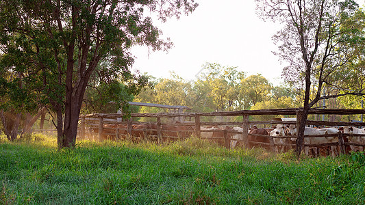 澳大利亚Yards的牛粉中灰尘农业堆场畜栏树木农场丘陵天空木结构牧场图片