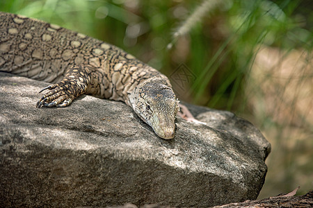 澳大利亚最大型蜥蜴物种近距离接近丛林爬虫登山者峡谷动物岩石领土环境生物桉树图片