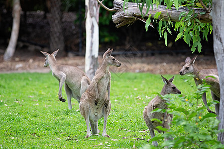 澳大利亚A公园的袋鼠图片