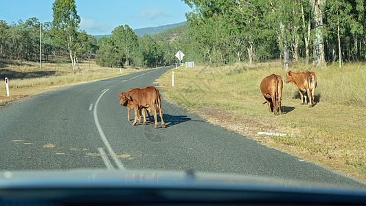 A公路上游荡的奶牛图片