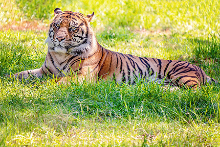 A Sumatran虎休息简介食肉荒野野生动物哺乳动物猎人栖息地条纹野猫猫科森林图片