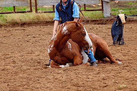 马在地上与轻雨落下雨滴缰绳训练自由农场动物速度哺乳动物运动平衡图片