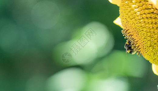 蜜蜂与花坐在向日葵上并有复制空间的蜜蜂宏观蜂蜜植物群绿色野生动物昆虫黄色动物叶子荒野背景