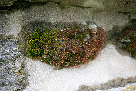 覆盖科布石墙上一整块岩石的摩斯片段生长苔藓编织蓝色发芽材料叶子木材宏观孢子图片