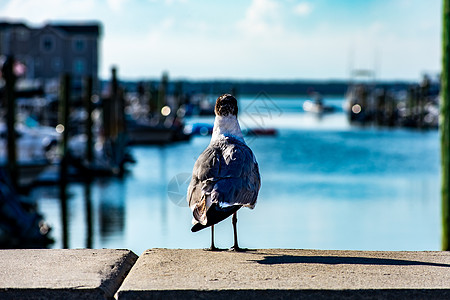 海鸥背后 远距离在运河上向外望去图片