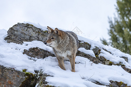 土狼犬类生物野生动物尾巴外套猎人喊声动物猎物岩石图片