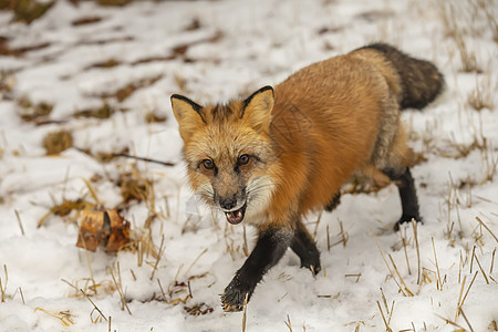 红狐狸生物胡须猎人眼睛野猫豹属动物大猫捕食者危险图片