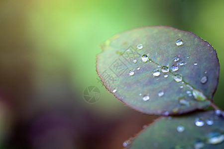 在花园的阳光下特写绿叶 自然黑色植物群植物叶子环境墙纸生态树叶绿色植物生长太阳图片