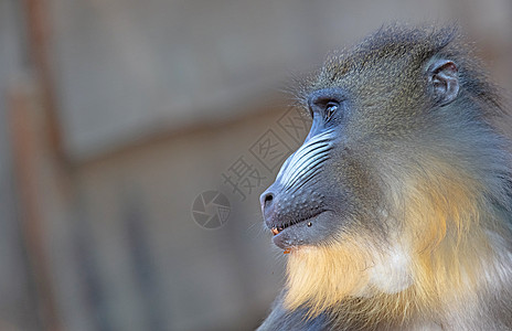 曼德里尔猴子 带着多彩的鼻涕瞪着眼睛看长尾狒狒哺乳动物山魈动物荒野钻头鼻子灵长类图片