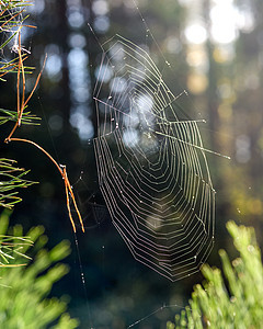 森林树枝上的碳网昆虫陷阱蜘蛛网蜘蛛网络宏观绿色丝绸图片