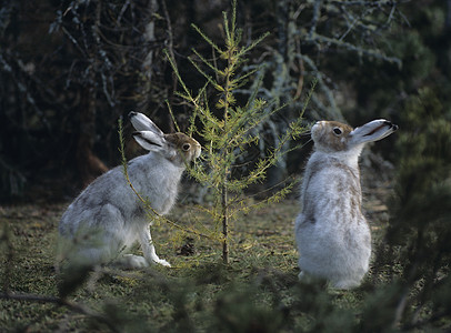 小树上两口胡言乱语新增长摄影天兔动物树木野生动物野兔哺乳动物荒野自然世界图片