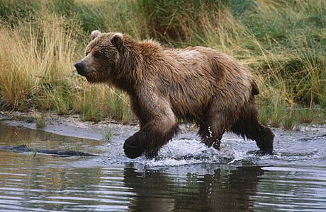 美国 阿拉斯加 Katmai国家公园 棕熊横越水面 侧向图片