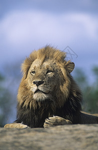 狮子休息警报野猫动物哺乳动物警觉毛皮荒野领导野生动物图片