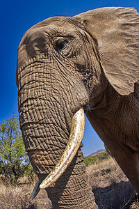 大象 南非 非洲图片