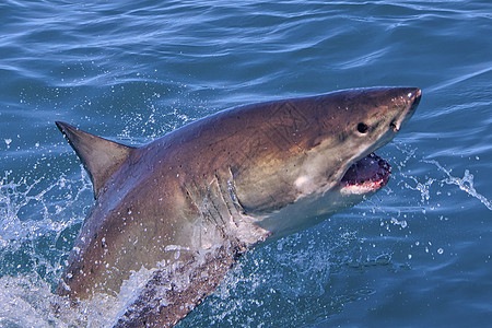 南非甘斯巴伊大白鲨多样性海洋牙齿生态动物学栖息地鲨鱼食肉动物猎人图片
