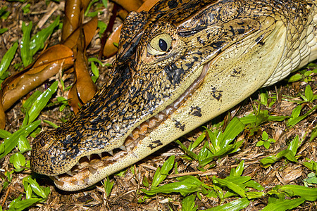 Caiman Caiman 哥斯达黎加热带雨林荒野生物野生动物生物学门鳄多样性生态旅游动物群历史森林图片