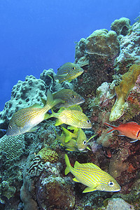 古巴加勒比海 青年岛 加勒比海珊瑚礁和古巴图片