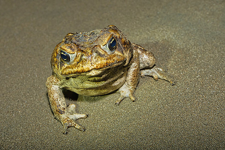 Cane Toad 巨型新热带国家公园 哥斯达黎加图片