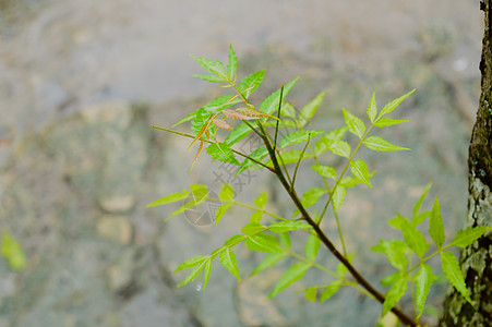 落在绿色印楝树植物叶子上的季风雨 树叶上的雨滴图片 美丽的雨季 绿叶自然背景上的水滴 特写田园楝树花瓣树干天气季风枫叶水坑暴雨枫图片