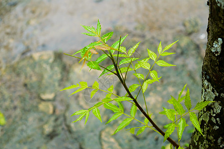 落在绿色印楝树植物叶子上的季风雨 树叶上的雨滴图片 美丽的雨季 绿叶自然背景上的水滴 特写气候风光衬套楝树田园农田树干水坑花瓣晴图片