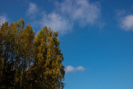 黄绿树对着蓝天 秋色概念 秋叶 秋装的金圆圈图片