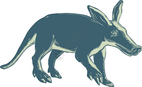 Aardvark 缩略板样式动物木刻插图活动哺乳动物模版蚀刻雕刻土豚油毡图片