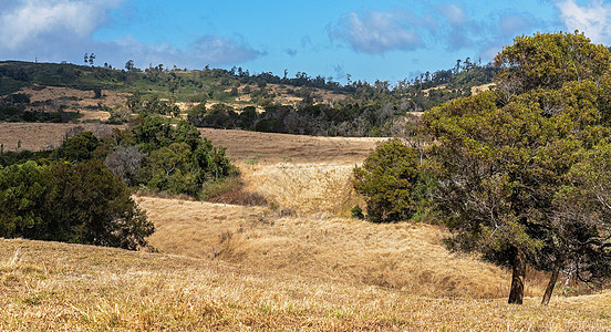 澳大利亚乳奶农牧草的滚山庄园风景季节丘陵阳光树木栖息地滚动森林国家牧场图片