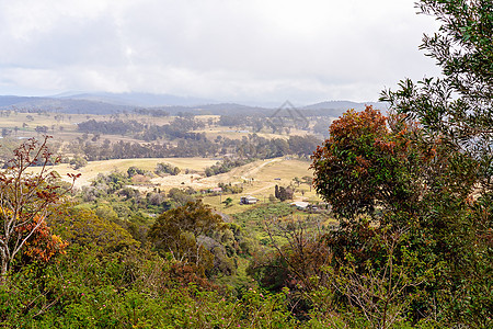 澳大利亚乳奶农牧草的滚山庄园农村栖息地热带山谷草地高度生态土地公园树木图片