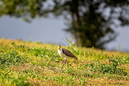 澳大利亚蒙面拉风鸟在草地上站立近距离图片