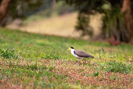 澳大利亚戴面具的拉风鸟 站在草地上图片