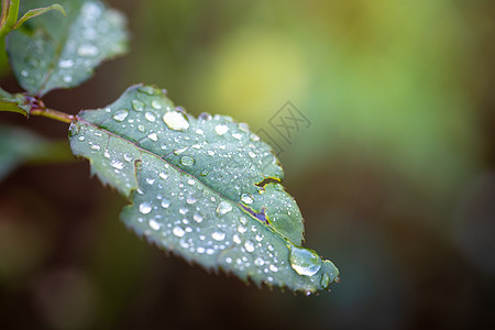 在花园的阳光下特写绿叶 自然黑色背景叶子季节环境植物墙纸生态美丽绿色生长图片